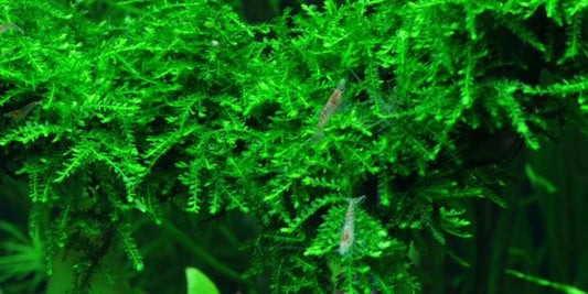TROPICA 1-2 Grow TC (Vesicularia ferriei 'Weeping')