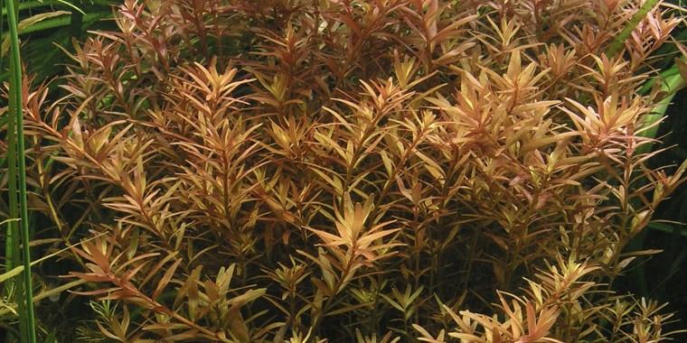 TROPICA 1-2 Grow TC (Rotala rotundifolia)