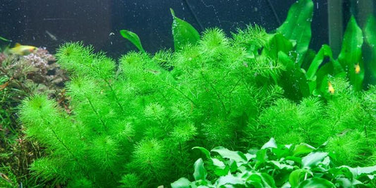 TROPICA 1-2 Grow TC (Myriophyllum 'Guyana')