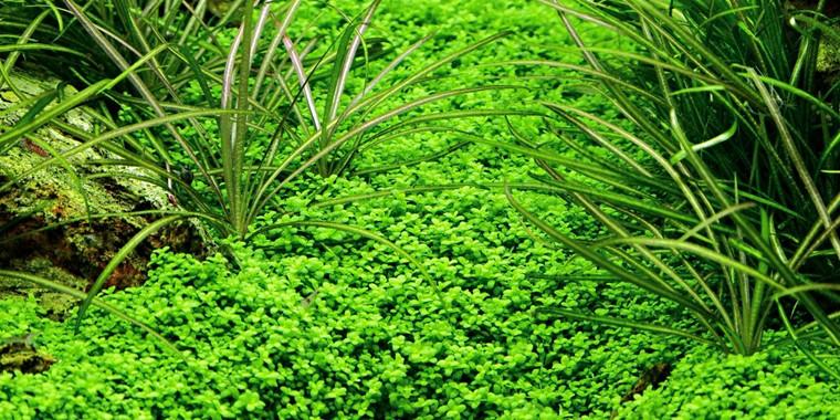 TROPICA 1-2 Grow TC (Hemianthus callitrichoides 'Cuba')