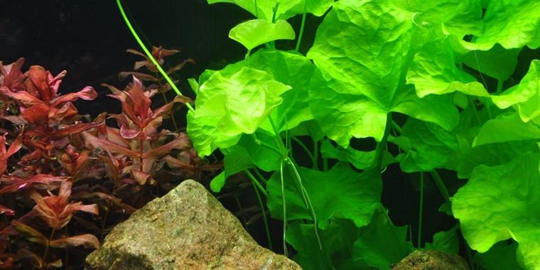 TROPICA 1-2 Grow TC (Nymphoides hydrophylla 'Taiwan')