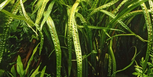 TROPICA 1-2 Grow TC (Cryptocoryne crispatula)