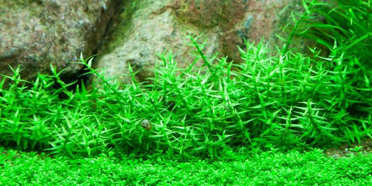 TROPICA 1-2 Grow TC (Gratiola viscidula)