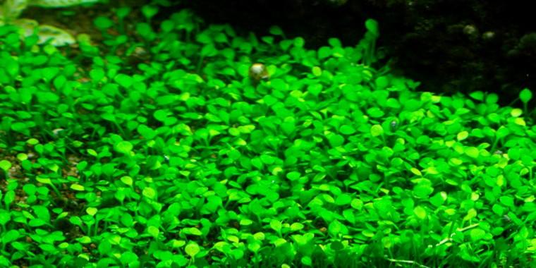 TROPICA 1-2 Grow TC (Marsilea crenata)