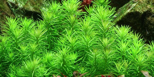 TROPICA 1-2 Grow TC (Pogostemon erectus)