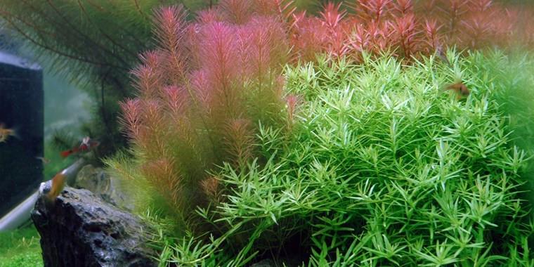 TROPICA 1-2 Grow TC (Rotala wallichii)