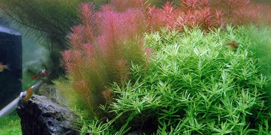TROPICA 1-2 Grow TC (Rotala wallichii)