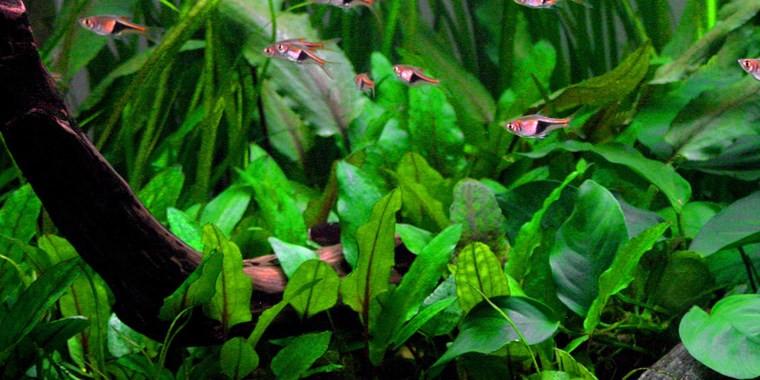 TROPICA 1-2 Grow TC (Cryptocoryne wendtii 'Green')