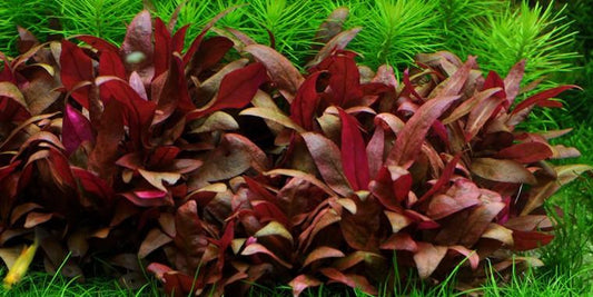 TROPICA 1-2 Grow TC (Alternanthera reineckii 'Mini')