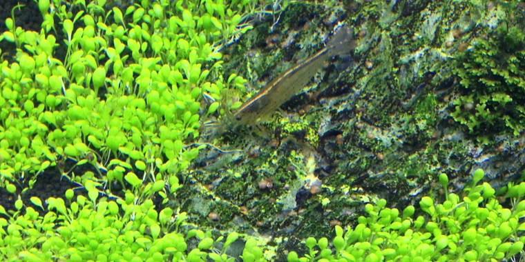 TROPICA 1-2 Grow TC (Elatine hydropiper)
