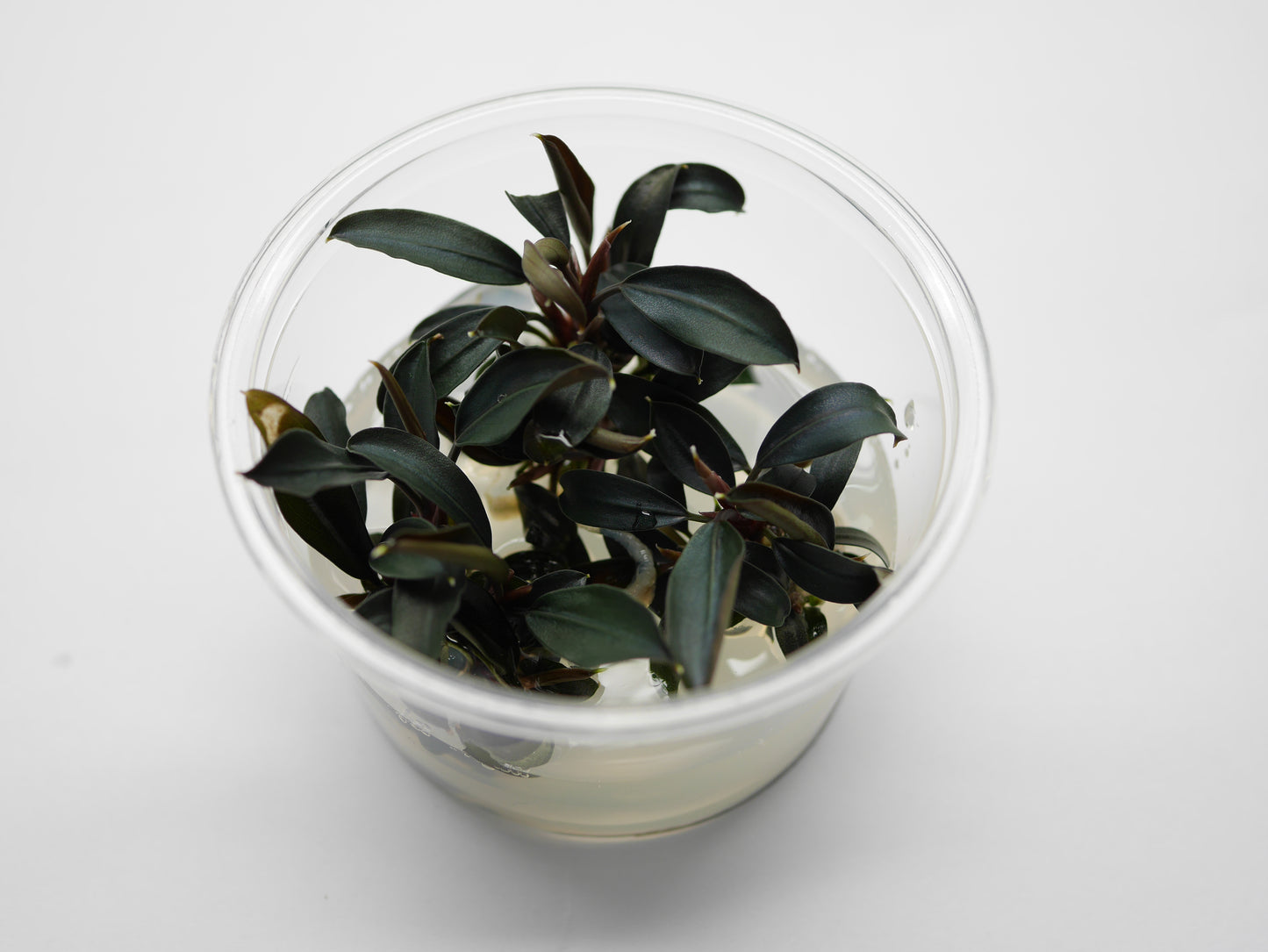 Oriental TC - Bucephalandra Brownie Ghost