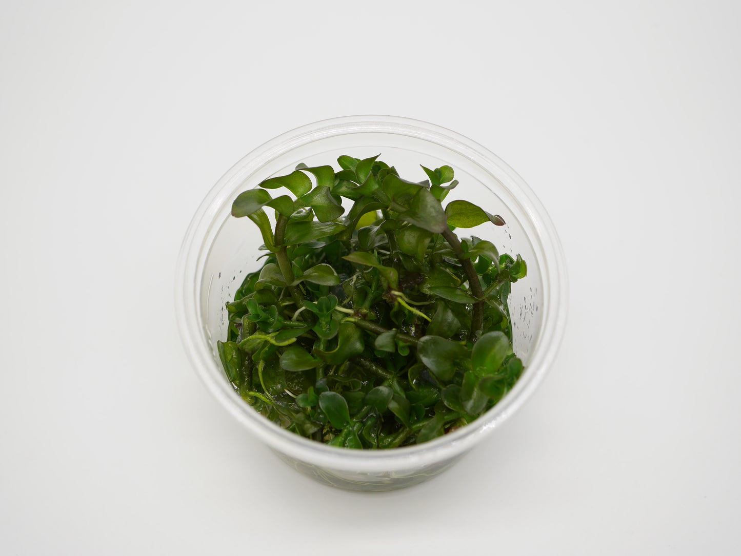 Oriental TC - Bacopa caroliniana