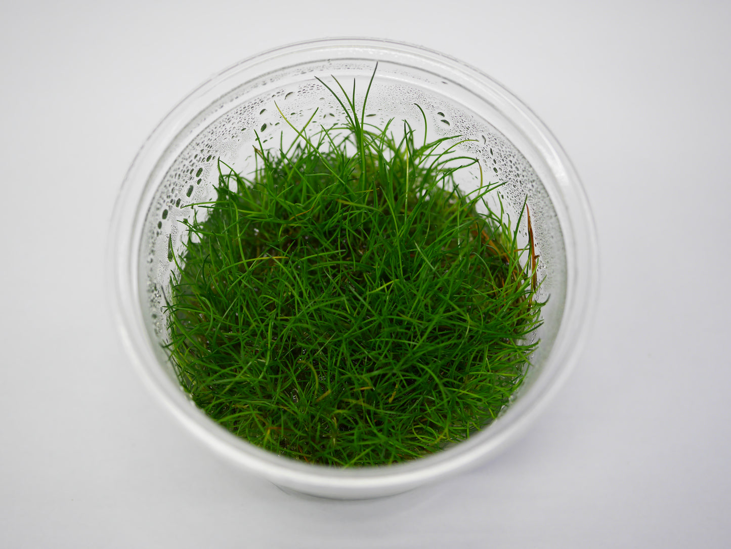 Oriental TC - Eleocharis acicularis 'Mini'
