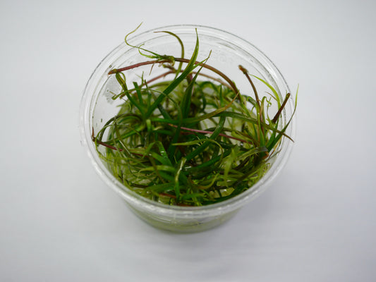 Oriental TC - Helanthium 'Vesuvius'