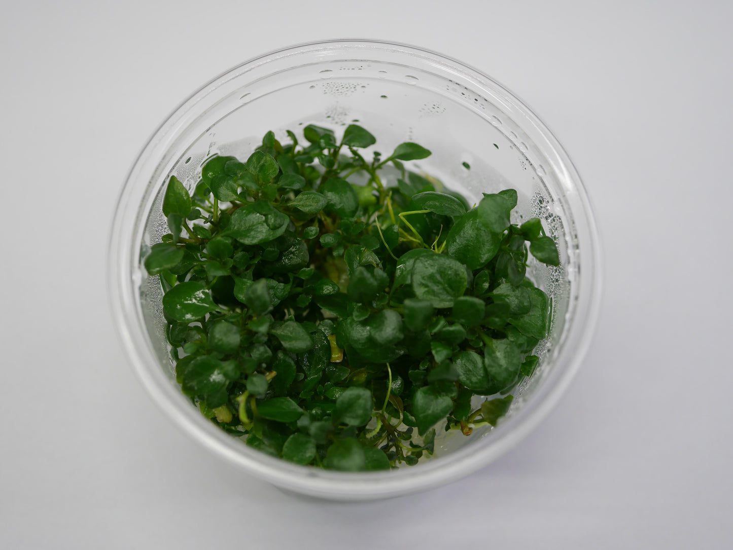 TC - Lobelia Cardinalis