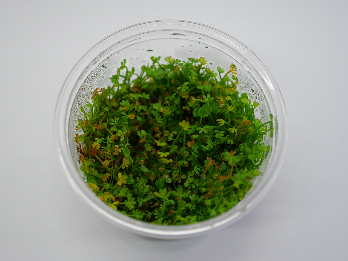Oriental TC - Marsilea crenata