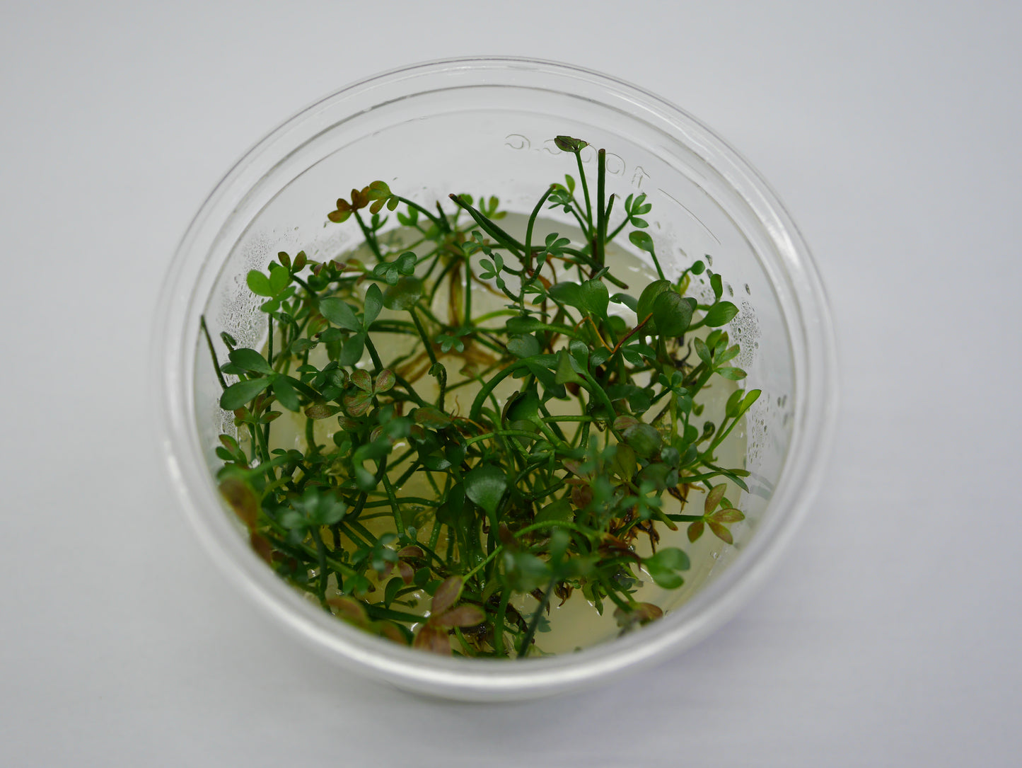 TC - Marsilea Hirsuta