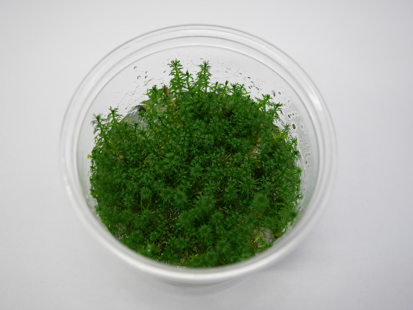 Oriental TC - Myriophyllum 'Guyana'
