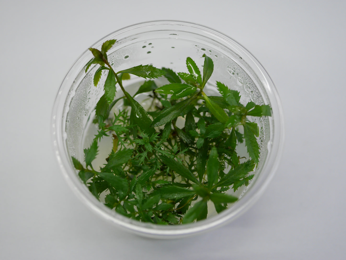TC - Proserpinaca Palustris