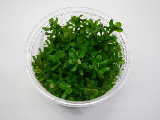 Oriental TC - Rotala 'Bonsai'