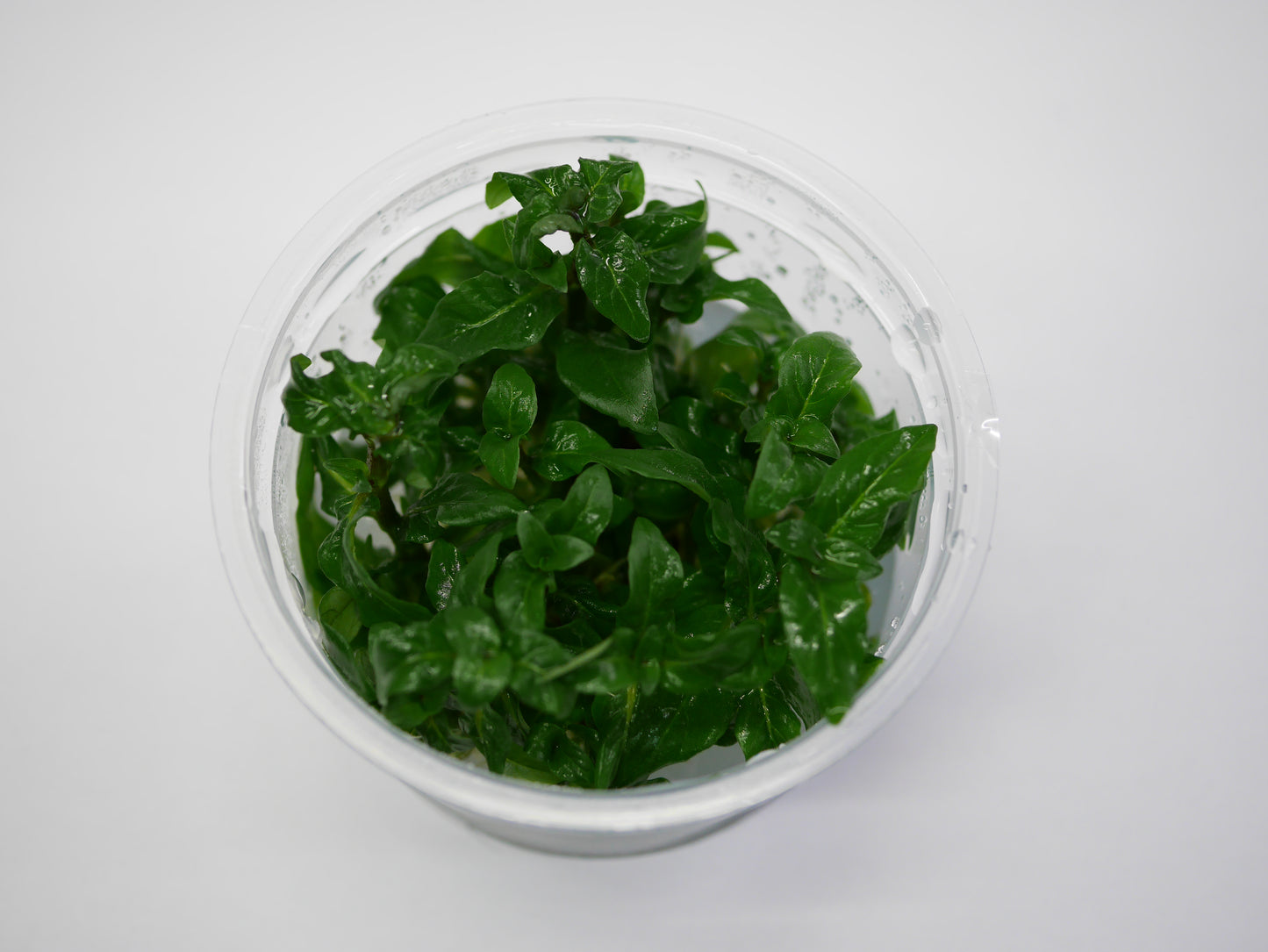 Oriental TC - Staurogyne repens