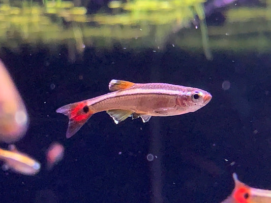 White Mountain Minnow