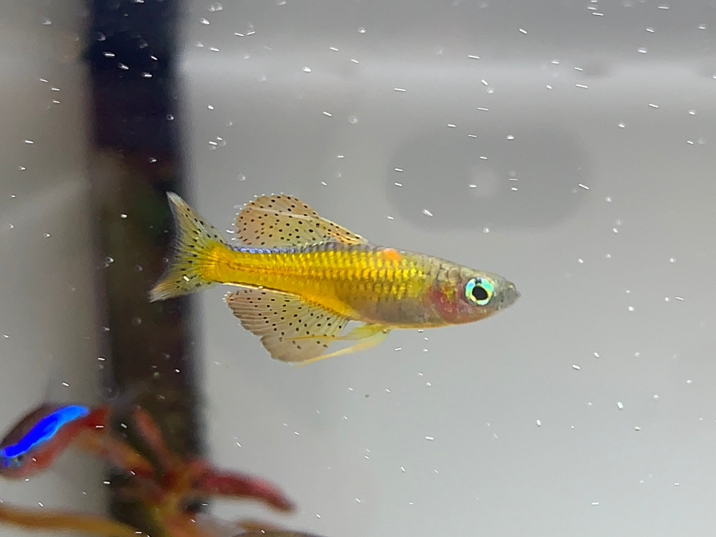 Gertrudae Rainbow Fish