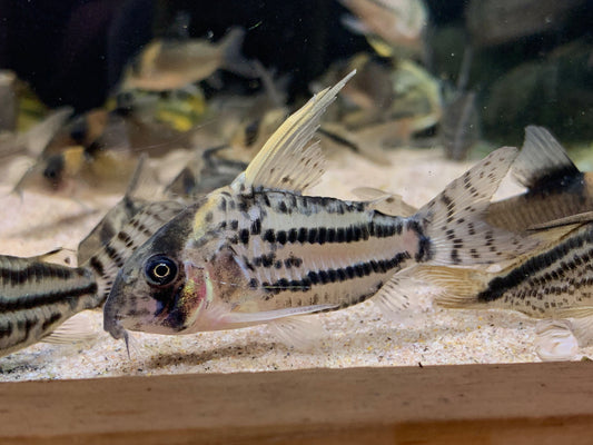 Corydoras Super Schwartzi