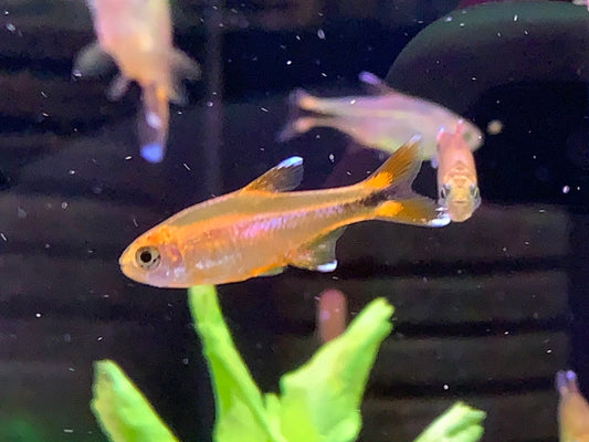 Silver Tip Tetra
