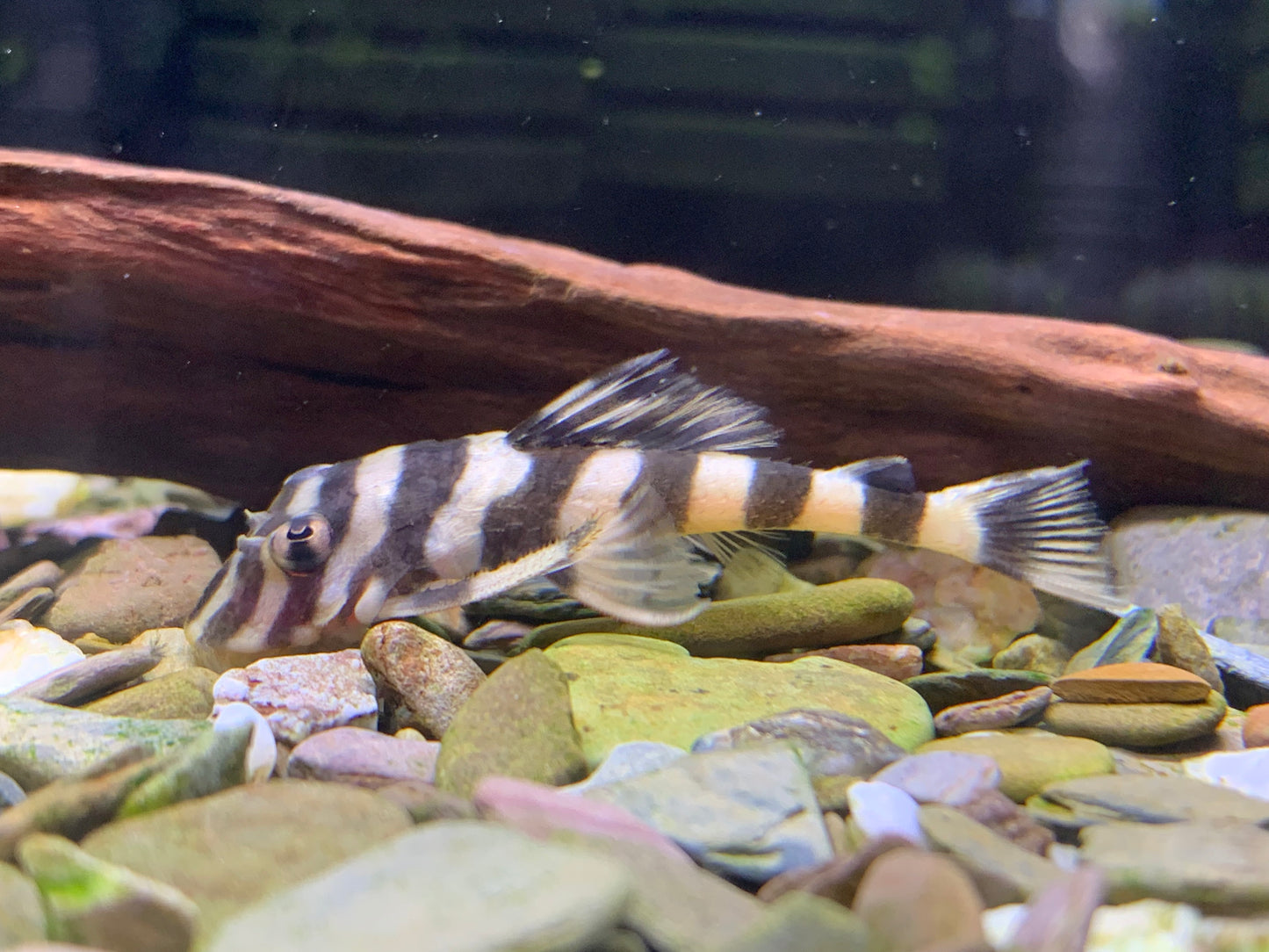 L168 Butterfly Pleco