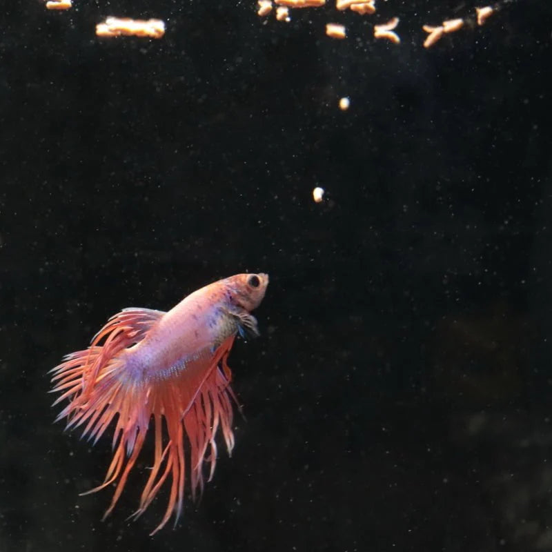 JBL ProNovo Betta Insect Stick S (insect treat for bettas)