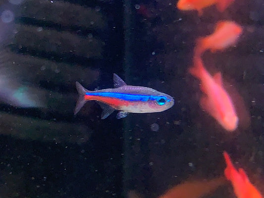 Green Neon Tetra