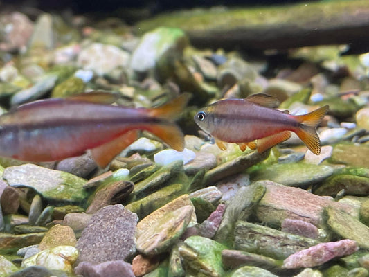 Red Devil Tetra