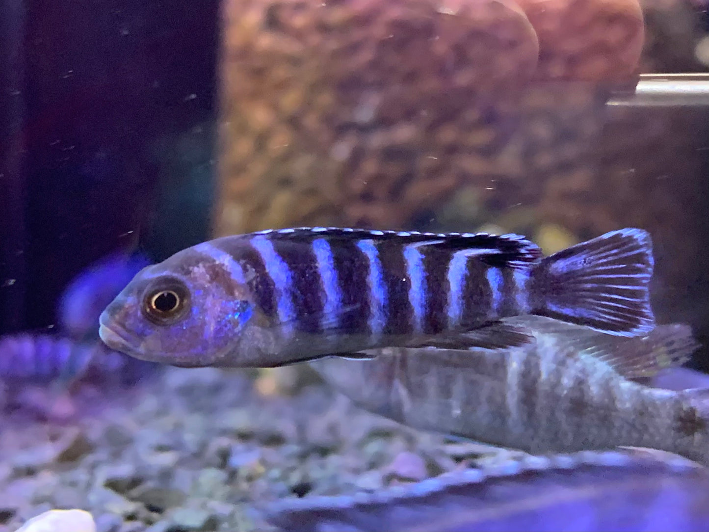 Demasoni