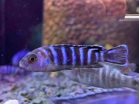 Demasoni
