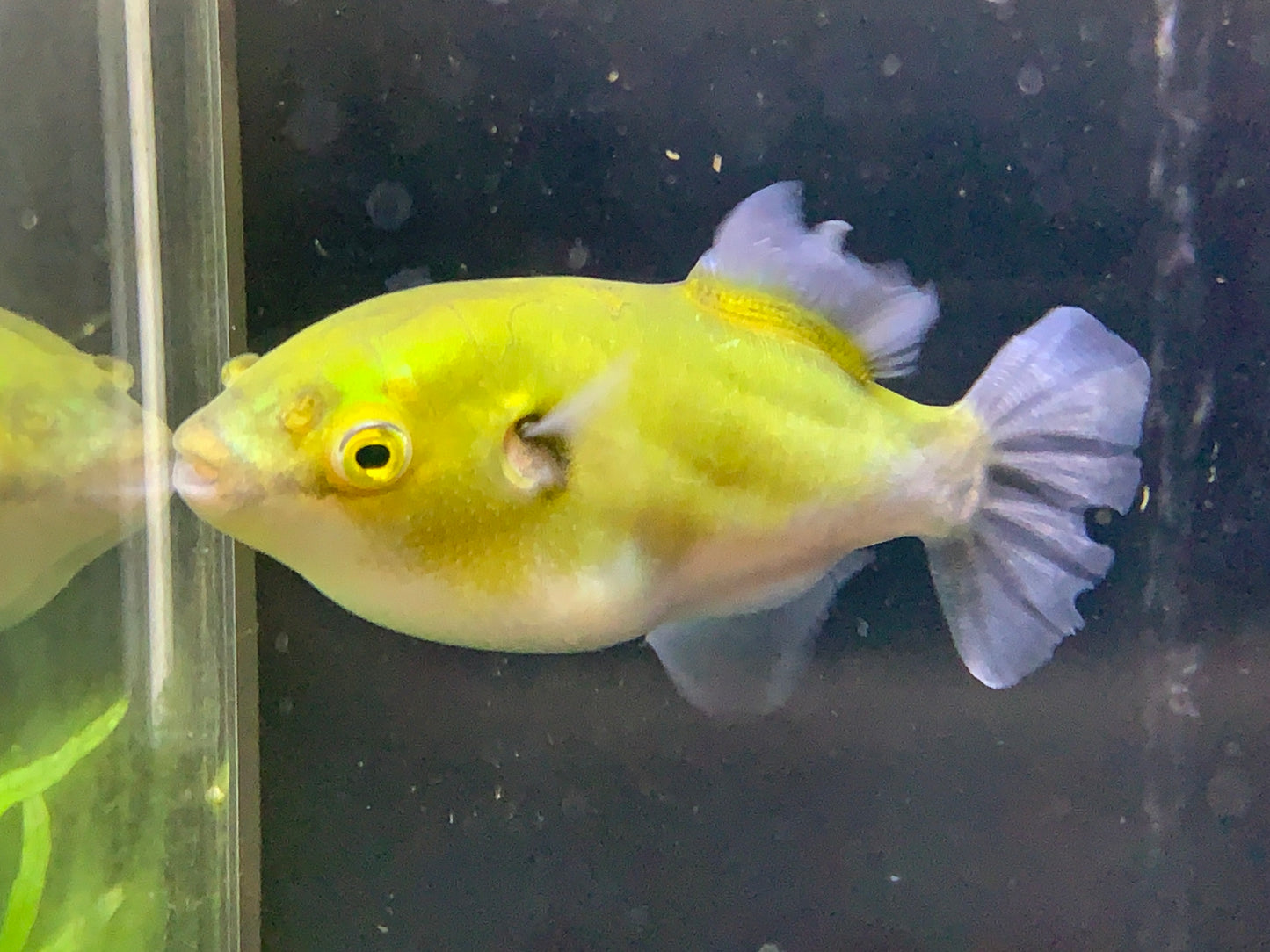 AVOCADO PUFFER FISH