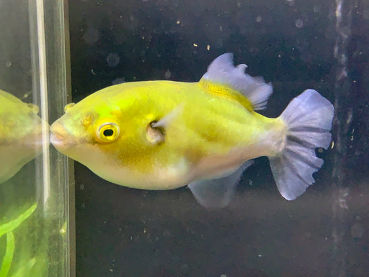 AVOCADO PUFFER FISH