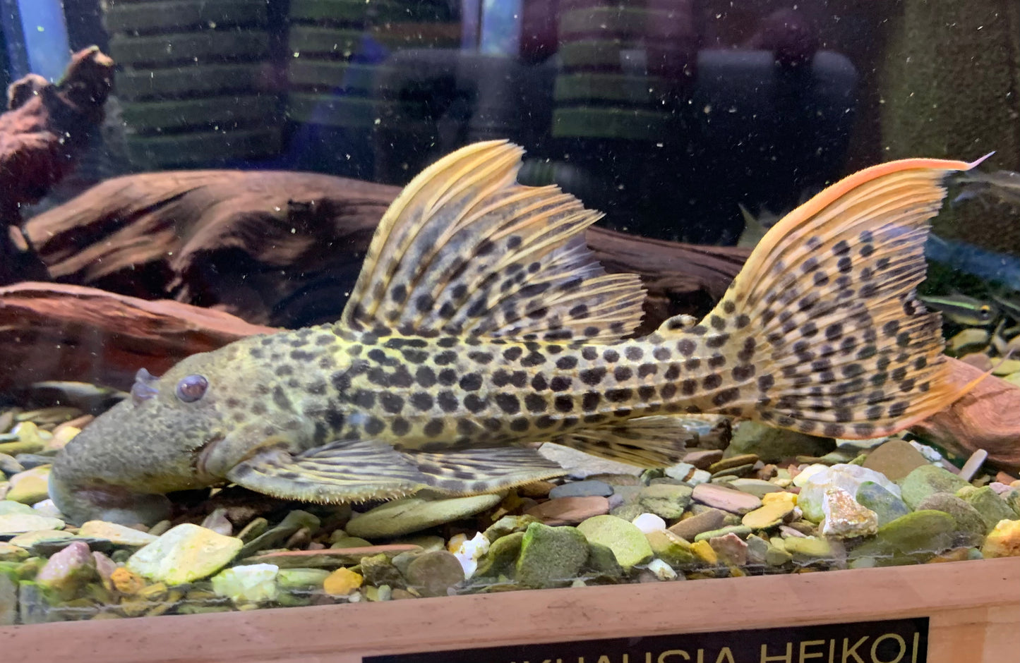 L273 Titanicus Pleco
