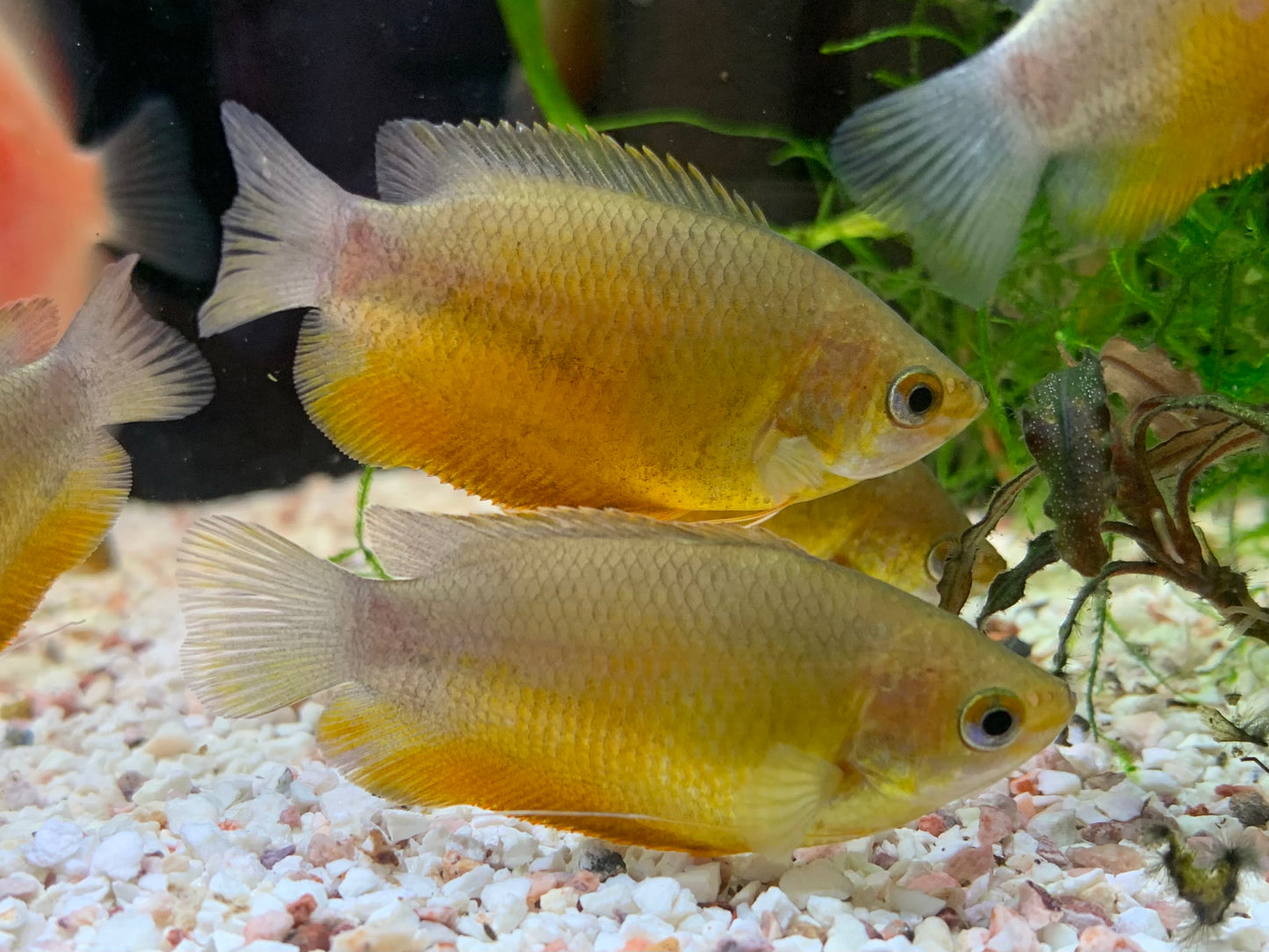 Honey Gourami