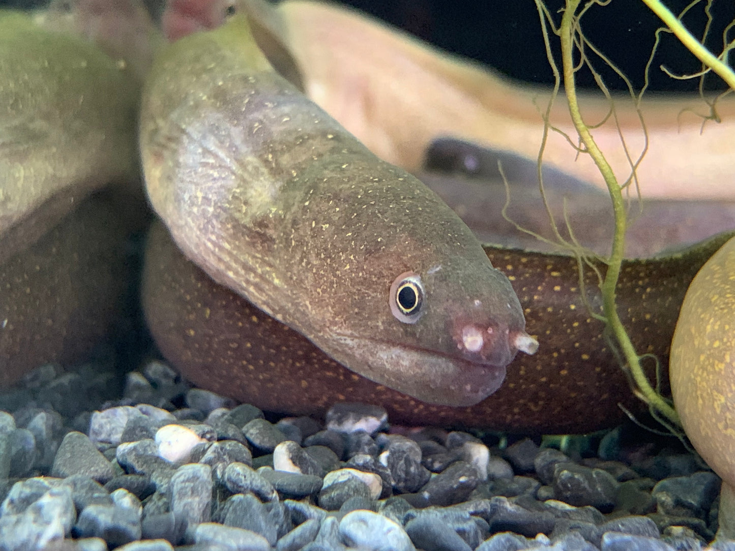 Moray Eel