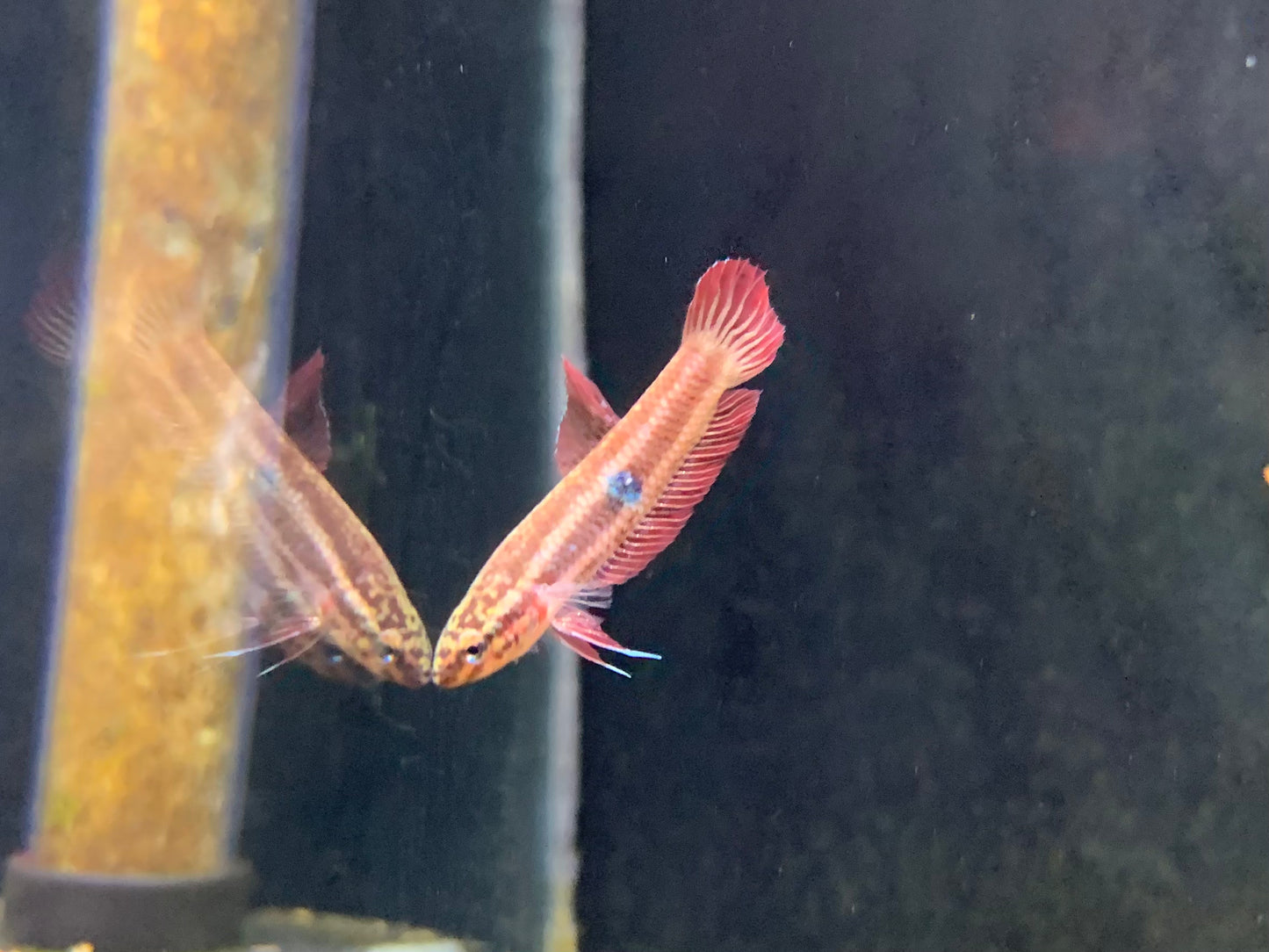 Betta Brownorum(Pair)