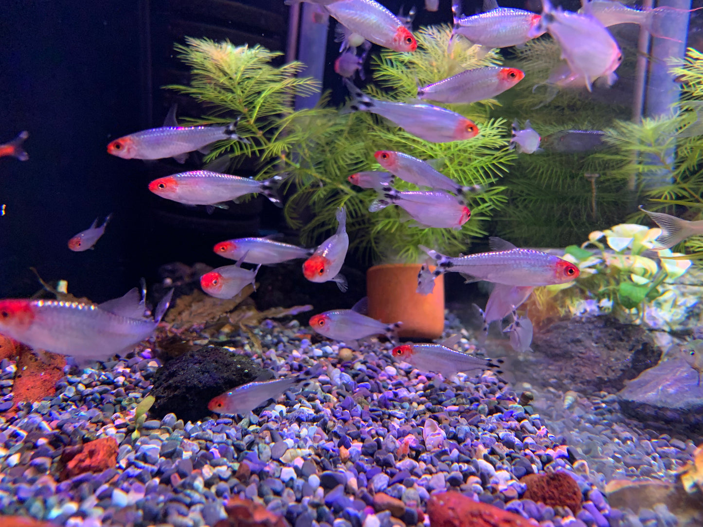 Platinum Rummynose XL