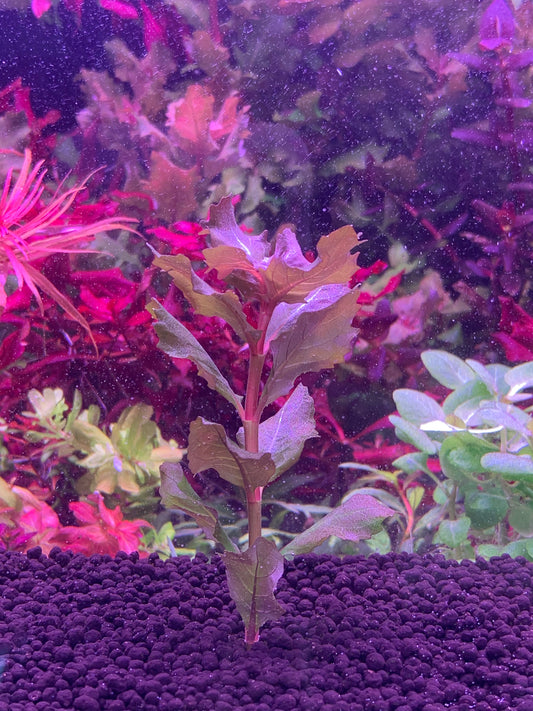 Hygrophila Difformis “Pink”
