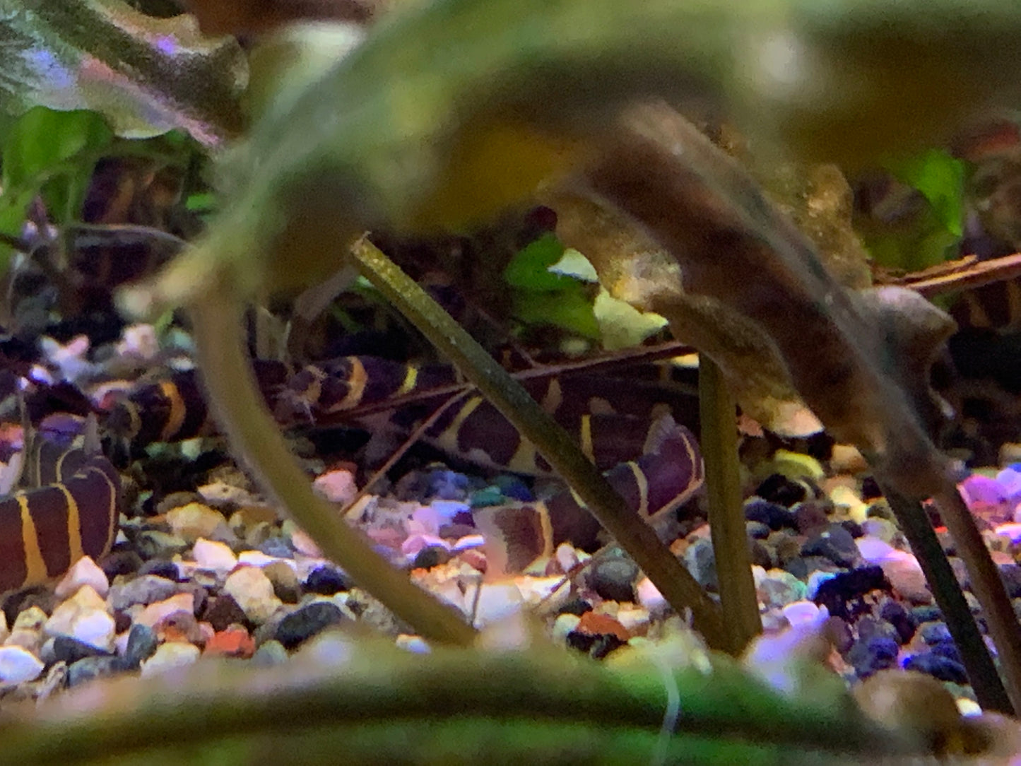 Kuhli Loach