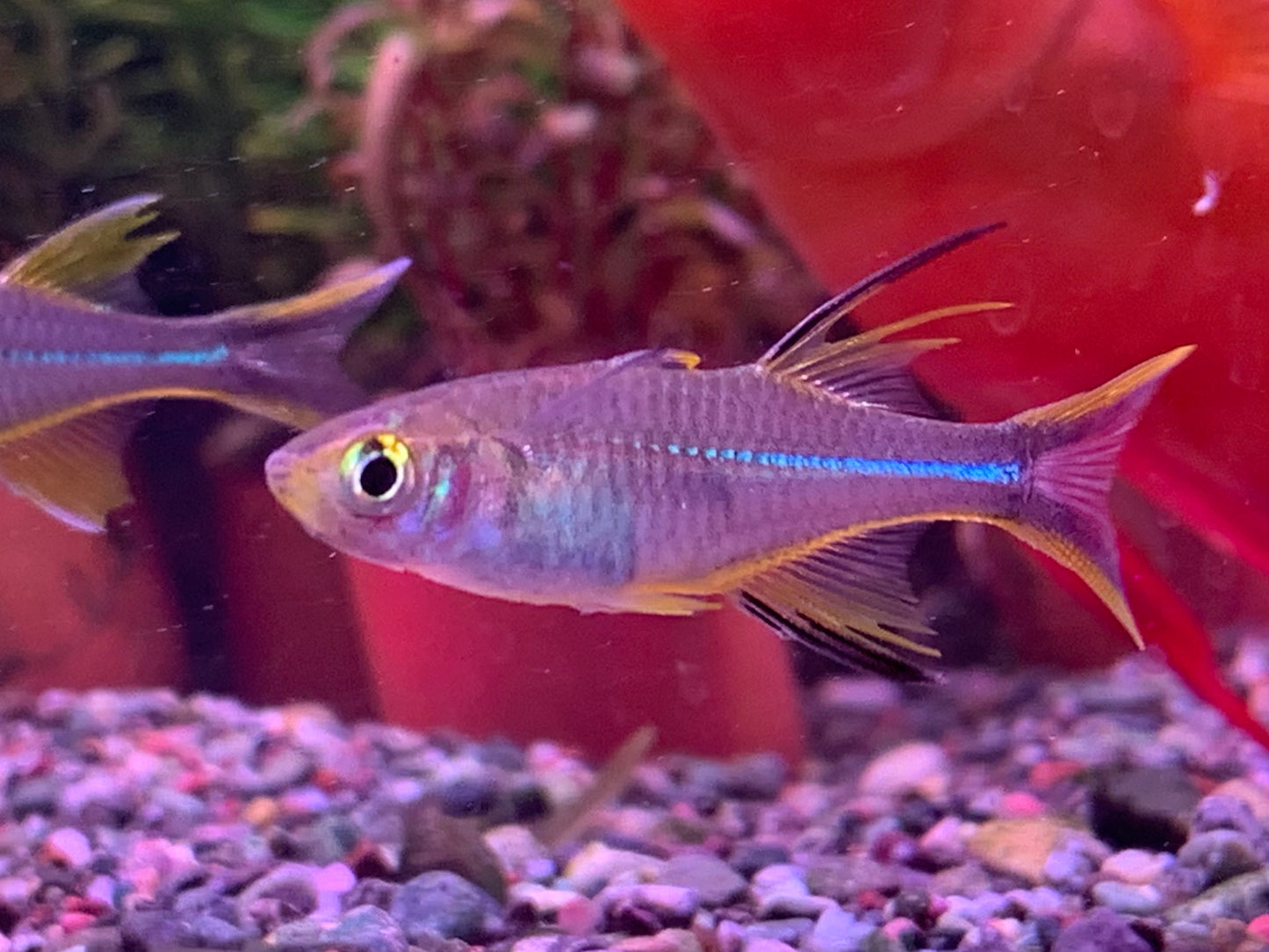 Celebes Rainbowfish