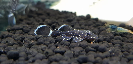 L183 Starlight Pleco