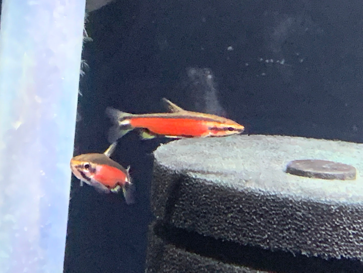 Super Red Cenepa Pencil Fish