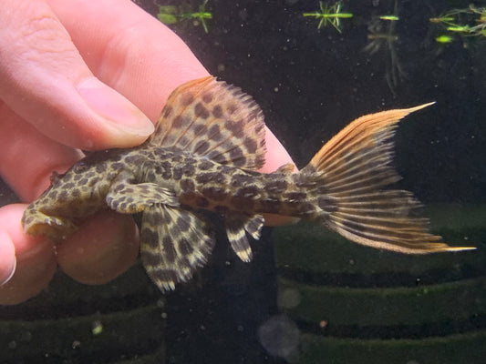 L114 Leopard Cactus Pleco