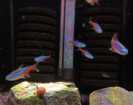 Neon Tetra