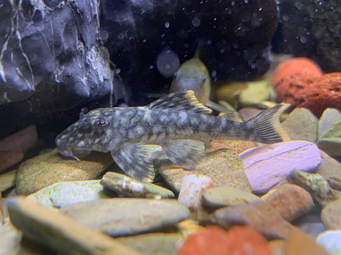 L106 Orange Seam Pleco